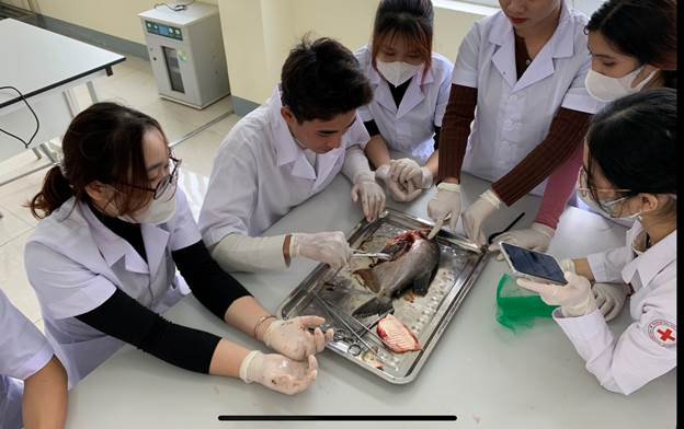 Trải nghiệm thực hành trực tiếp trên động vật của sinh viên Thú y K9 - Khoa Nông Lâm Ngư