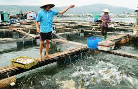Hiệu quả kinh tế nuôi trồng thủy sản gần bờ tại  huyện Nghi Lộc, tỉnh Nghệ An