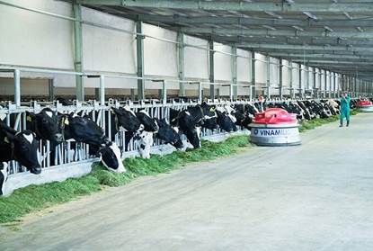 Ứng dụng công nghệ cao trong chăn nuôi bò sữa tại trang trại bò sữa Vinamilk
